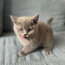 Британские короткошерстные котята, в г.Херне