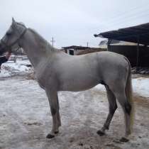 Продам лошадь Арабо-Орловская помесь, в Балашихе