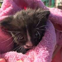 Бедных котят выбросили безжалостно на помойку(Ищут дом!, в Москве