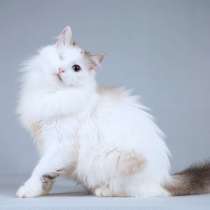 Нежная ласковая кошечка Беатриче в добрые руки, в Москве