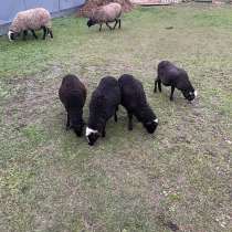 Овцы, в Москве