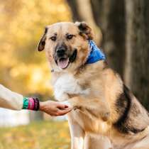 Познакомьтесь с Дынькой — мягким гигантом с сердцем, полным, в Москве