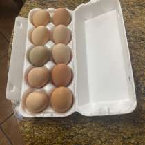 Яйца инкубационные породы Кучинская, в Домодедове