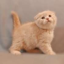 Шотландские котята, в Балашихе