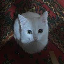 Отдам кошку, в г.Астана