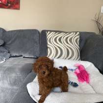 Maltipoo, в г.Мюнхен