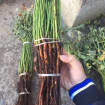 Шиповник подвой для прививки роз, в Москве