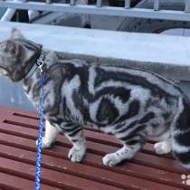 Кот на вязку-1500 котята от 2000, в Костроме
