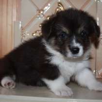 Предлагаются к продаже щенки вельш корги пемброк, в Санкт-Петербурге