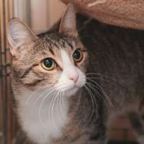 Ласковая Лада с радостью станет любимицей, в Москве