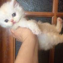 Персидская классическая кошечка, в Москве