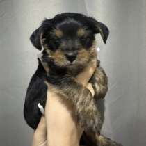 Продаю щенков йоркширский терьер, в Волгограде