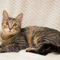 Полосатая трехцветочка котёнок Теюшка в дар, в Москве