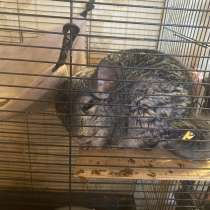 Шиншила мальчик 1 год, в Прокопьевске