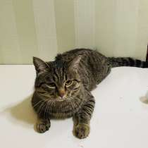 Кот, в г.Улан-Батор