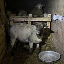 Баран, в Хасавюрте