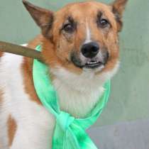 Отдам даром Песик небольшого размера в добрые руки, в Москве