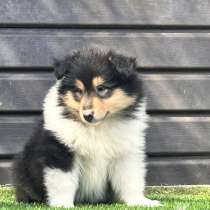 Щенок колли, в Москве