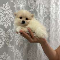 Померанский шпиц мини, в Самаре