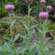 Семена маральего корня (левзеи сафлоровидной), в Санкт-Петербурге