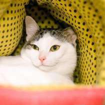 Скоро ли Миссис встретит своего хозяина, в Москве