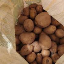 Чистый, разный по размеру, домашний картофель, в Качканаре