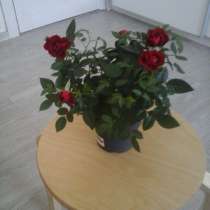 цветы для дома., в Москве