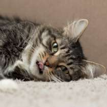 Тея ищет дом!!!, в Москве