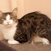 В поисках уютного дома застенчивая кошечка Кларисса, в Москве