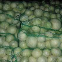 Капуста белокочаная, в Москве