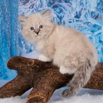 Невский очаровательный котик, в Санкт-Петербурге