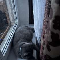 Передержка для кошек, в Нальчике