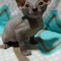 Канадский сфинкс мальчик голубого окраса (резинка), в г.Донецк