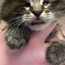 Отдам котёнка, в Красноярске