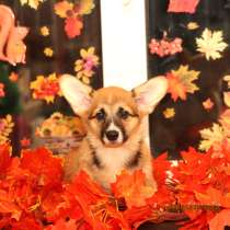 Щенки Вельш корги пемброк от sheltrok, в Туле