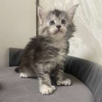 Мейн Кун полидакт девочка, в Фрязине