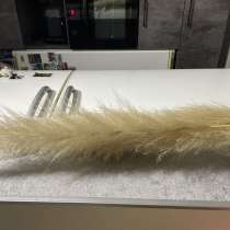 Пампасная трава Кортадерия, в Москве