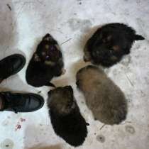 Отдам щенков даром, в Йошкар-Оле