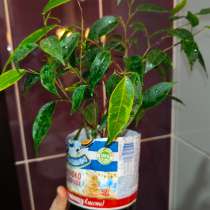 ФИКУС, в Волгограде