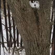 Дерево грецкий орех самовывоз, в Белой Калитве