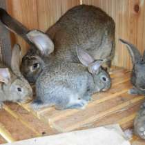 Продаю крольчат и кроликов крупных мясных пород, в Петрозаводске