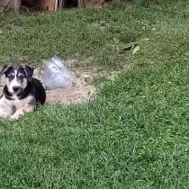Щенята от хаски привиты и проглистованы имеются паспорта Мос, в Москве