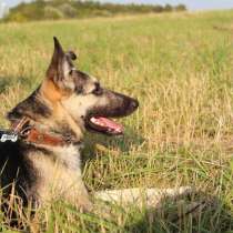 Ника метис овчарки ВЕО, в Москве