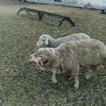 Мериносовые бараны и овцы (хвостатые)/Merinos qoylar va qucq, в г.Ташкент