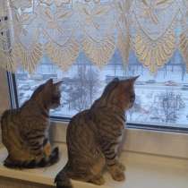 Ласковые котята, брат и сестра, 6 месяцев, в Москве