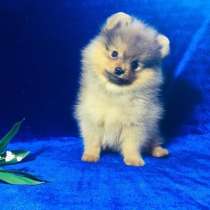 Щеночки шпицы, в Москве