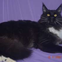 Роскошный черный котик мейн-кун из питомника, в Астрахани