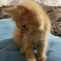 Котята в добрые руки, в Калаче-на-дону