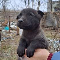 Собачка мальчик щенок, в г.Луганск