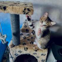 Отдам в добрые руки котят, в Сочи